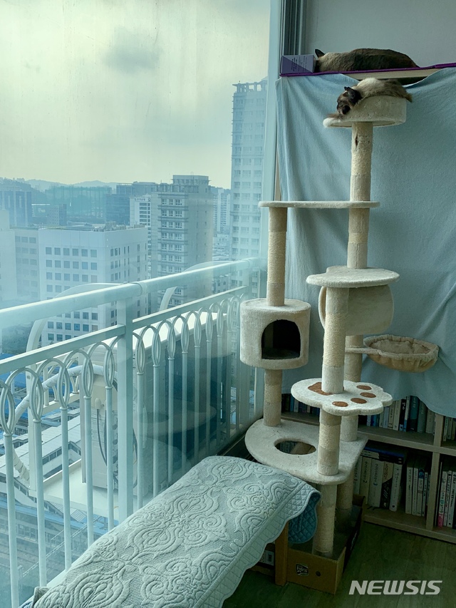 고양이 뉴시스DB