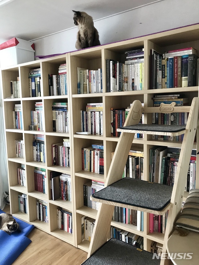 고양이 뉴시스DB