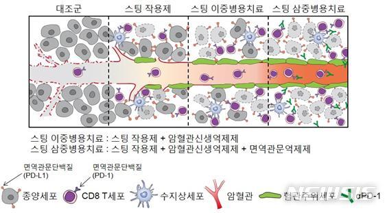 【서울=뉴시스】스팅 작용제를 이용한 면역항암치료법(모식도). 면역항암제에 내성을 보이는 암에 스팅 작용제를 투여하면 종양 내 킬러 세포인 T 세포가 증가할 뿐 아니라 비정상적인 암혈관을 억제한다. 이러한 효과는 암혈관신생억제제, 면역항암제를 동시에 투여할 때 더욱 강력해진다. (사진/차의과학대학교 제공) photo@newsis.com