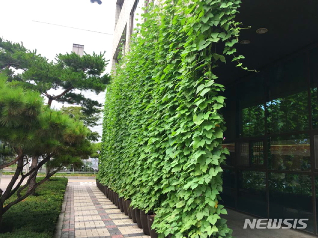 【서울=뉴시스】 청사앞에 조성된 그린커튼 모습. 2019.07.29. (사진=양천구 제공)