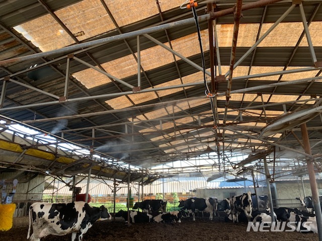 [안동=뉴시스] 경산의 한 축사에 설치된 안개분무시설이 가동되고 있는 모습. (사진=뉴시스 DB) 2021.07.19