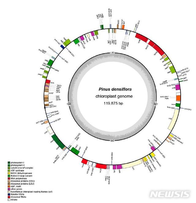 【대전=뉴시스】 김양수 기자 = 국립산림과학원이 해독한 소나무 엽록체 유전자 지도.2019.08.05(사진=국립산림과학원 제공) photo@newsis.com