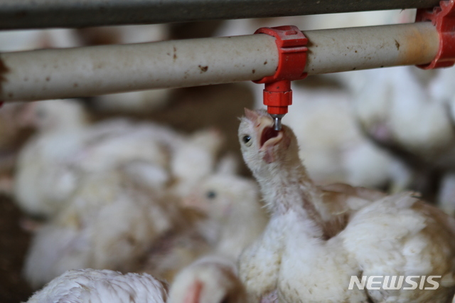 【화천=뉴시스】한윤식 기자 = 강원 화천 낮 최고 기온이 37도(체감온도 40.5도)까지 치솟은 5일 하남면 한 양계장에서 병아리들이 물을 먹고 있다. 2019.08.05. ysh@newsis.com&nbsp; 