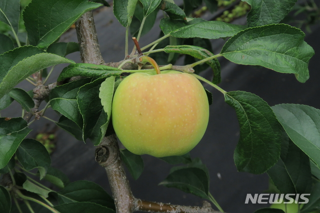 햇볕 데임 피해