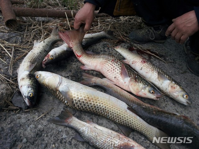한강 하류에서 최근 발견된 등굽은 물고기.(사진=비대위 제공)