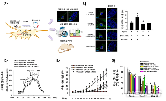 【서울=뉴시스】(그림1) BICD1 조절이 줄기세포 허혈적응과 이식치료효과에 미치는 영향. (가) 허혈성 환경에서 BICD1의 생리학적 역할을 규명하기 위해 다양한 모델과 유전자 편집 및 조절 기술이 활용됐다. (나) 줄기세포 내 BICD1 발현을 억제했을 때 허혈환경에서 유도되는 HIF1α의 핵 내 비율은 감소했으며,(다) 해당과정으로 전환되는 세포의 속도는 감소했다. (라) 반대로 줄기세포 내 BICD1 발현을 증가시켰을 때 장시간 허혈환경에 노출된 줄기세포의 생존률은 감소했으며, (마) 동물모델에 줄기세포 이식 시 조직재생이 지연됐다. (그림/한호재 서울대 교수 연구팀 제공)  photo@newsis.com