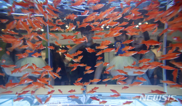 【고양=뉴시스】 김진아 기자 = 16일 경기 고양시 일산 킨텍스에서 열린 2019 한국관상어박람회에서 관람객들이 다양한 관상어를 보고 있다. 올해 박람회에는 총 61개사 231개의 관상어·수조 홍보부스와 수조꾸미기 출품작 350여 개 등 역대 최고 규모의 전시 및 콘텐츠가 마련되어 관람객에게 풍성한 볼거리를 제공한다. 2019.08.16. bluesoda@newsis.com