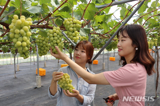 【영동=뉴시스】이성기 기자 = 20일 오전 '과일의 고장' 충북 영동을 찾은 관광객이 영동읍 매천리 과일나라테마공원에서 포도 '샤인머스캣' 수확 체험을 하고 있다.2019.08.20.(사진=영동군 제공) photo@newsis.com