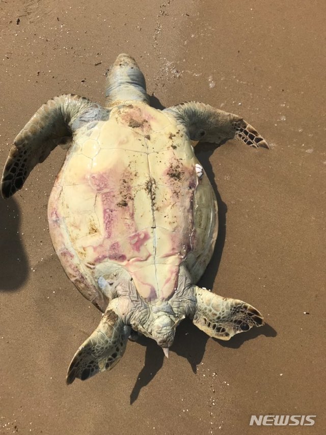 【포항=뉴시스】강진구 기자 = 20일 오후 1시5분께 경북 포항시 북구 흥해읍 용한리 간이해변 백사장에서 멸종위기종인 20㎏가량의 죽은 푸른바다 거북이가 발견됐다.사진은 이번에 발견된 푸른바다 거북이 배쪽면.2019.08.20.(사진=포항해양경찰서 제공)  photo@newsis.com