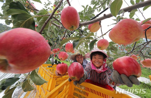 【함양=뉴시스】20일 경남 함양군 함양읍 웅곡리 삼애농원에서 노정곤씨 부부가 폭염을 이기고 탐스럽게 잘 영근 추석용 홍로사과를 수확하고 있다. 2019.08.20. (사진=함양군청 김용만 주무관 제공)&nbsp; photo@newsis.com