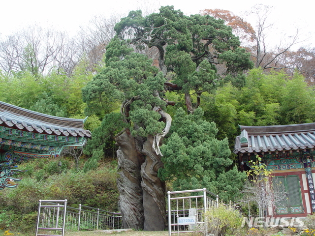  천연기념물 제88호 순천 송광사 천자암 쌍향수