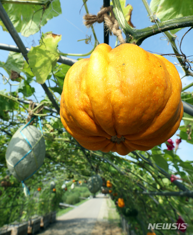 【서울=뉴시스】 이윤청 기자 = 더위도 가시고 신선한 가을을 맞이하게 된다는 절기상 처서를 하루 앞둔 22일 오후 서울 마포구 하늘공원에 호박이 익어가고 있다. 2019.08.22. radiohead@newsis.com
