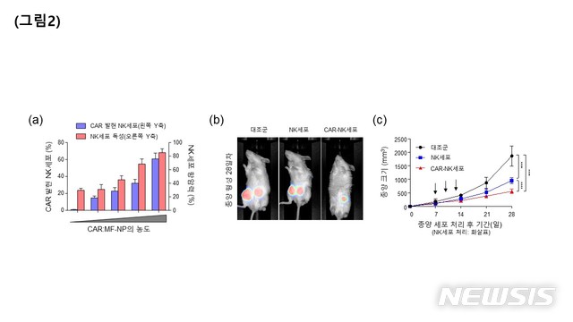 【서울=뉴시스】다기능성 나노입자를 이용하여 제작된 EGFR-CAR 발현 자연살해(NK)세포의 항암효능 평가(a) 다기능성 나노입자로 엔지니어링 된 자연살해세포의 EGFR-CAR 발현과 그에 따른 항암효능 평가; EGFR-CAR발현이 증가할수록 자연살해세포의 항암효능이 증가됨을 확인(b) 생쥐 이종 이식 유방암모델에 EGFR-CAR 발현 자연살해세포를 주입한 후 종양성장 억제능 평가; 다기능성 나노입자로 엔지니어링 된 CAR-자연살해세포는 대조군과 비교하여 뛰어난 종양성장 억제 효과를 보임(c) 생쥐 이종이식 유방암 모델에 EGFR-CAR 발현 자연살해세포를 주입한 후 시간에 따른 종양성장 억제능 평가; 다기능성 나노입자를 통해 엔지니어링 된 CAR-자연살해세포가 대조군과 비교하여 뛰어난 종양성장 억제 효과를 보임. (사진/박경순, 박우람, 한동근 차의과학대학교 교수 공동연구팀 제공) photo@newsis.com
