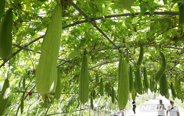 【서울=뉴시스】추상철 기자 = 지난 23일 오후 서울 마포구 하늘공원에서 수세미가 매달려 있다. 2019.08.23. scchoo@newsis.com