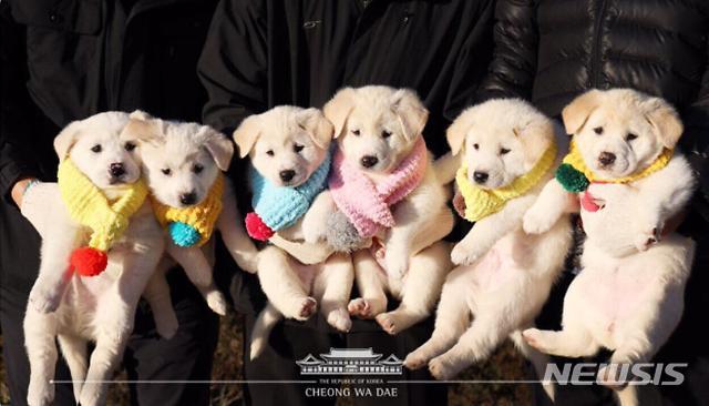 【대전=뉴시스】조명휘 기자 = 대전시는 지난해 9월 남북정상회담 직후 북한에서 문재인 대통령에게 선물한 풍산개 곰이의 자견 달이와 강이를 추석 명절 연휴부터 중부권 최대의 종합테마파크 대전 오월드에서 공개한다고 26일 밝혔다. 2019.08.26. (사진= 대전시 제공) photo@newsis.com