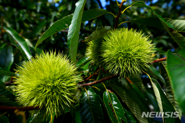 국민 1인, 1년에 수실 5㎏ 먹는다···밤은 부여산 60% 