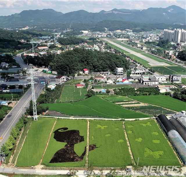 충북 제천시 청전들녘 초록길 인근 유색벼 논그림