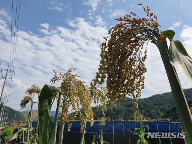 아침·저녁으로 '선선'…남부·제주 등 곳곳에 비