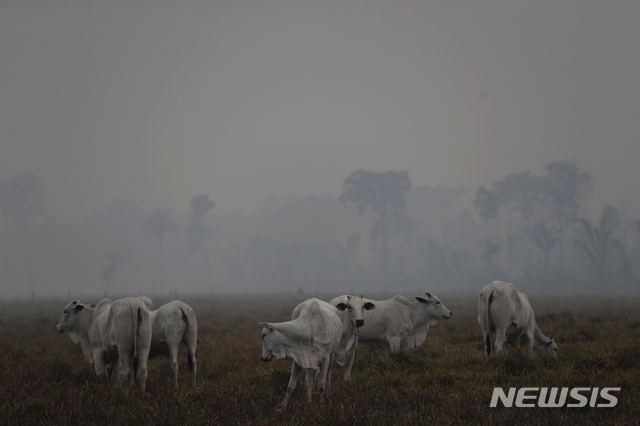 【포르투벨류=AP/뉴시스】열대우림 아마존 화재가 번지고 있는 가운데 26일(현지시간) 브라질 포르투벨류 근처 자쿤다 국립 삼림으로 가는 길에 소들이 화재로 인한 자욱한 연기 속에서 풀을 뜯고 있다. 2019.08.27.