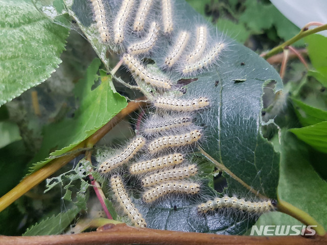 【무안=뉴시스】배상현기자=미국흰불나방 유충.