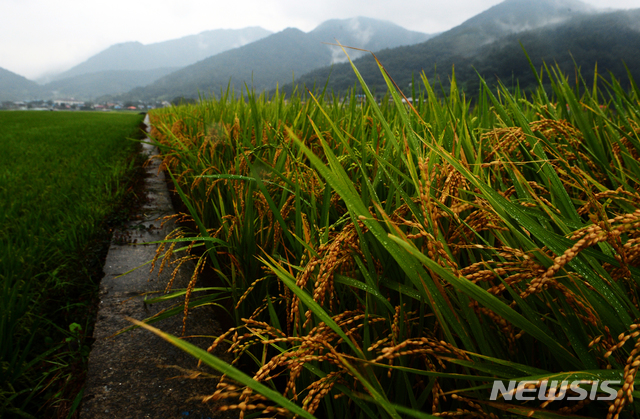 【남해=뉴시스】차용현 기자 = 가을장마로 인해 제법 많은 비가 내리고 있는 2일 오전 경남 남해군 서면 인근 들녘에서 누렇게 익어 고개 숙인 벼에 빗방울이 송골송골 맺혀 있다. 2019.09.02. con@newsis.com