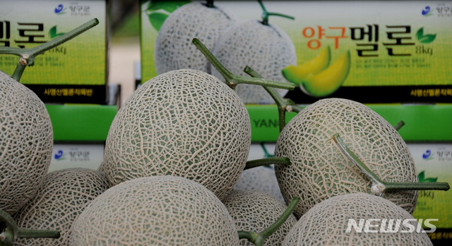 (사진은 최근 본격 출하를 시작한 양구 멜론)