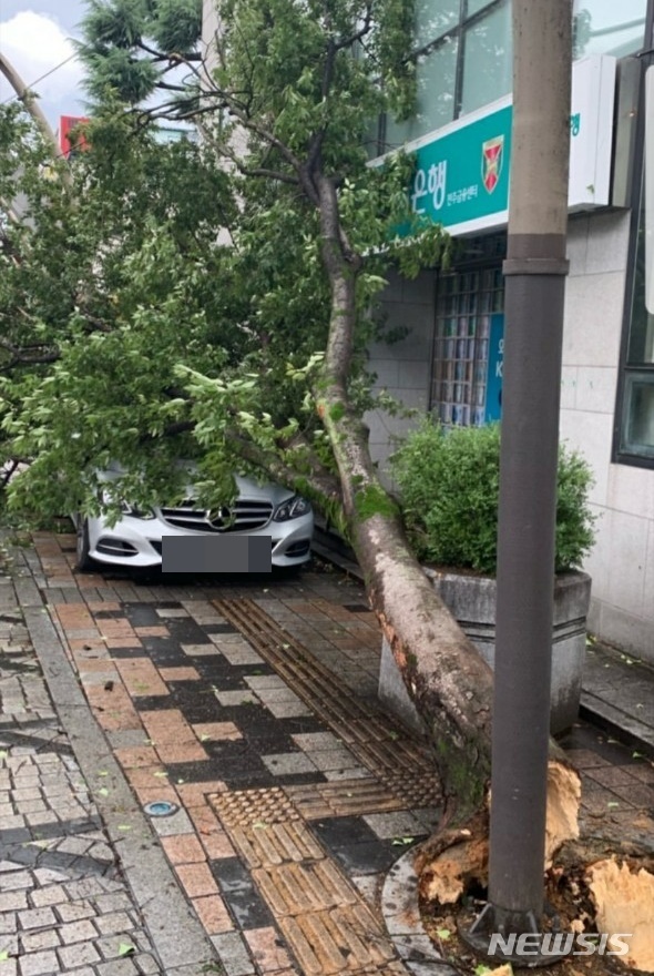 【전주=뉴시스】윤난슬 기자 = 제13호 태풍 '링링'이 북상한 7일 오전 11시30분께 전북 전주시 완산구 경원동의 한 거리에 주차된 차량에 강풍으로 가로수가 쓰러져 있다. 2019.09.07. (사진=독자 제공) photo@newsis.com