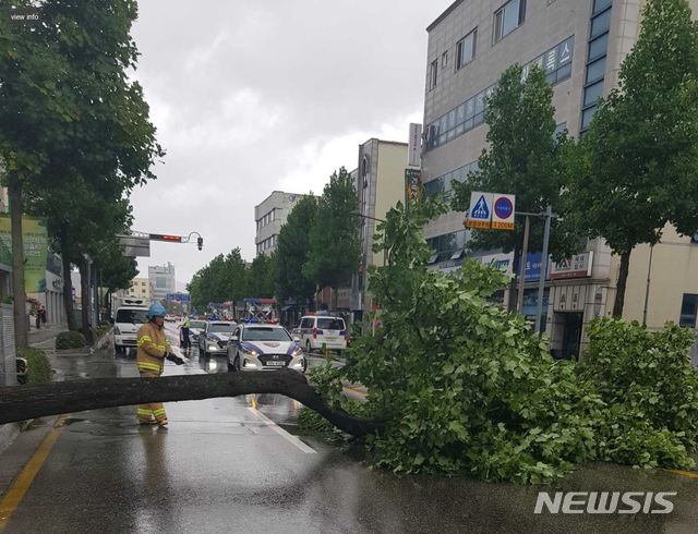 【강릉=뉴시스】한윤식 기자 = 7일 오전 10시 32분께 제13호 태풍 '링링(LINGLING)'이 북상하면서 강원 강릉시 포남동 경찰서 앞 가로수가 쓰려져 교통이 통제되고 있다. 2019.09.07. (사진=강원소방본부 제공) nssysh@newsis.com