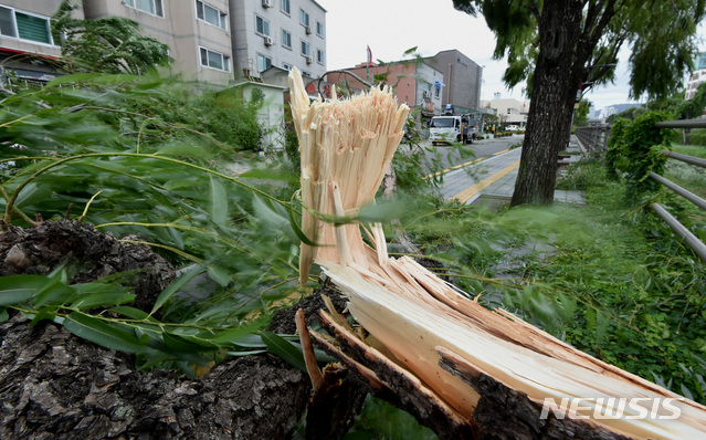 【수원=뉴시스】 김종택 기자 = 제13호 태풍 '링링'이 수도권으로 북상하면서 태풍경보가 발효된 7일 오후 경기 수원시 팔달구 매향동 수원천변 가로수가 강풍에 쓰러져 있다. 2019.09.07.semail3778@naver.com
