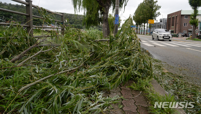 【전주=뉴시스】 김얼 기자= 제13호 태풍 '링링'이 한반도를 관통하고 있는 7일 전북 전주시 전주천 일대의 인도가 강한 바람에 부러져 떨어진 나뭇가지로 가득 쌓여 있다. 2019.09.07.pmkeul@newsis.com