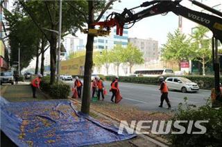  [부산=뉴시스] 허상천 기자 = 부산시는 가로수로 심은 은행나무 열매가 도로에 떨어져 미끄럼 사고를 유발하거나 악취를 풍기는 것을 막기 위해 이달부터 은행나무 가로수 열매 조기 채취에 나선다고 15일 밝혔다. 2019.09.15. (사진 = 부산시 제공) photo@newsis.com