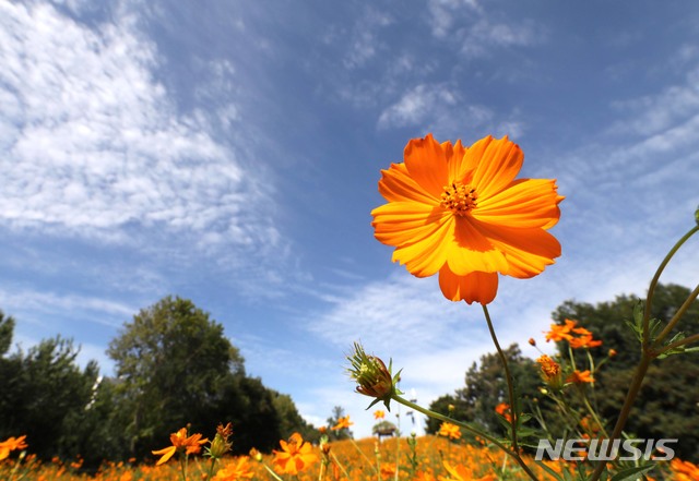 【서울=뉴시스】 고범준 기자 = 전국이 쾌청하고 가을 날씨를 보이는 17일 오전 서울 송파구 올림픽공원 들꽃마루에 코스모스가 피어 있다. 2019.09.17. bjko@newsis.com