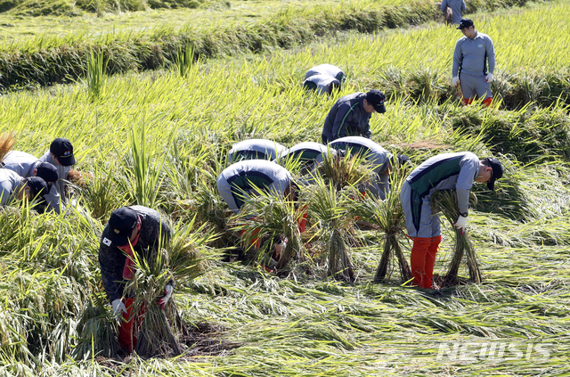 【광주=뉴시스】 = 태풍으로 쓰러진 벼 세우는 군 장병들. (사진=뉴시스 DB) photo@newsis.com
