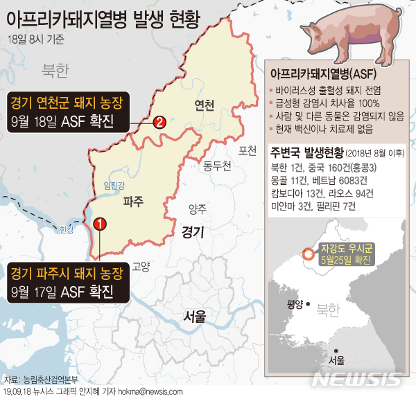 【서울=뉴시스】농림축산식품부는 18일 연천군 소재 돼지 사육농장에서 들어온 ASF 의심 가축에 대한 정밀검사 결과 양성으로 확진됐다고 밝혔다. (그래픽=안지혜 기자) hokma@newsis.com