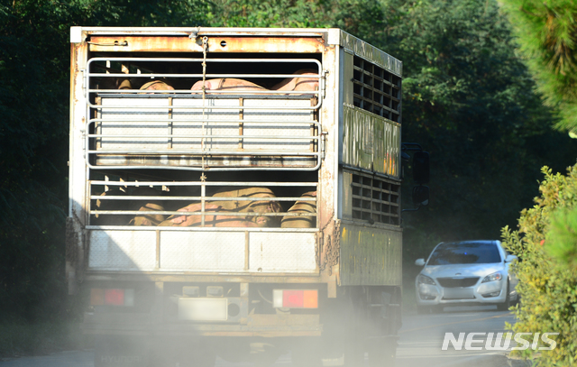 【청주=뉴시스】 인진연 기자 = 경기도 파주에서 아프리카돼지열병(ASF)이 발생하면서 전국에 내려진 일시 이동중지 명령이 해제된 19일, 양돈농장에서 돼지를 실은 차량이 충북 청주의 한 도축장으로 이동하고 있다. 농림축산식품부는 이날 오전 6시 30분을 기해 전국 양돈농장과 도축장, 사료공장 등 축산 관련 시설에 48시간 동안 발동했던 일시 이동중지 명령을 해제했다. 2019.09.19 inphoto@newsis.com 