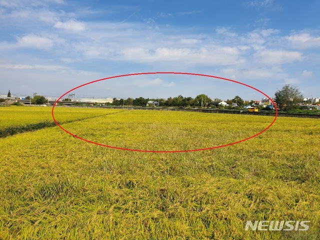 【수원=뉴시스】 박다예 기자 = 경기 화성시 황계동에 위치한 논. 5차 화성살인사건 피해자 발견 지점. 2019.09.19&nbsp; photo@newsis.com 