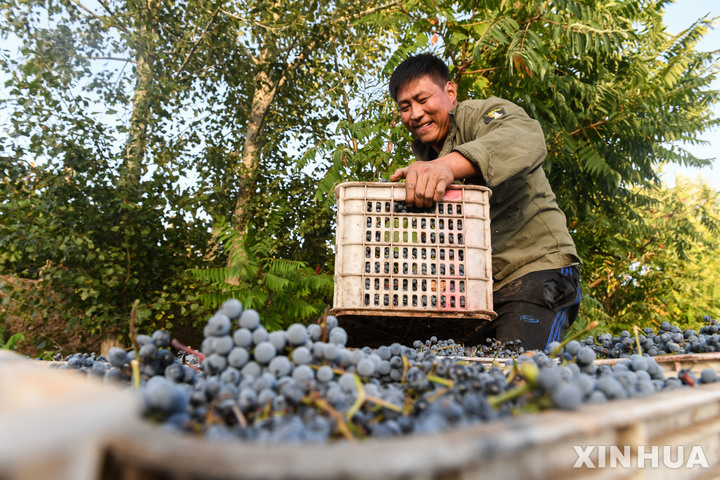 [치펑(중국)=신화/뉴시스] 2019년 9월19일 중국 내몽골자치구 치펑시 하얼친치 마안산 마을에서 한 주민이 포도를 수확하고 있다. photo@newsis.com