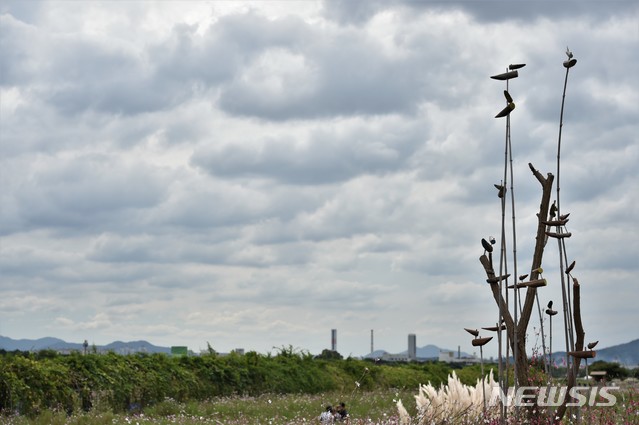 【대구=뉴시스】김정화 기자 = 지난 9월20일 오후 대구 북구 노곡동 하중도 코스모스 꽃 단지 하늘 위로 먹구름이 끼어 있다. 2019.09.20.jungk@newsis.com