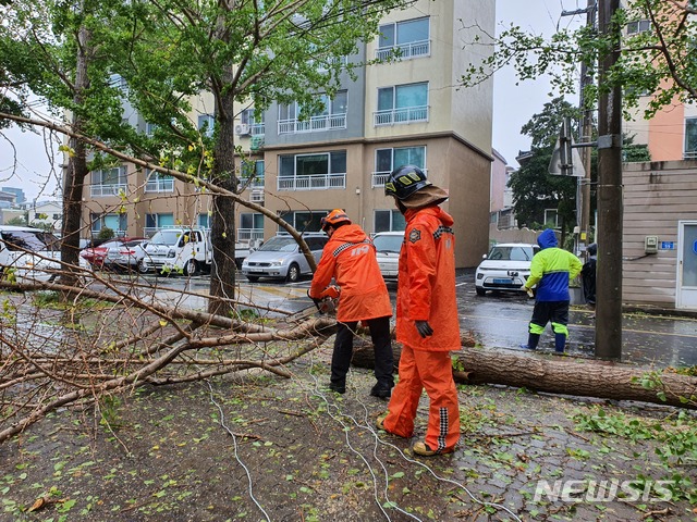 【서귀포=뉴시스】22일 오전 제주 서귀포시 동홍동에서 나무가 쓰러져 인도를 막아서자 소방대원이 안전조치를 하고 있다. 2019.09.22. (사진=제주 서귀포소방서 제공) photo@newsis.com