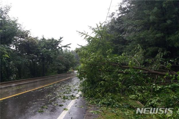 【무주=뉴시스】 한훈 기자 = 전북 무주군 적상면의 한 도로에 가로수가 넘어져 있다.2019.09.22.(사진=전북도 제공) photo@newsis.com