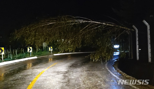 【횡성=뉴시스】 김경목 기자 = 지난 22일 오후 제17호 태풍 '타파(TAPAH)'가 몰고 온 강풍으로 인해 강원 횡성군 둔내면 두원리 도로 쪽으로 나무가 넘어져 교통안전에 장애가 되고 있다. 2019.09.22. (사진=횡성소방서 제공) photo@newsis.com