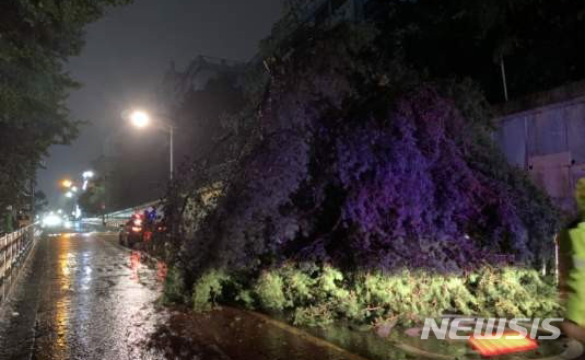 【부산=뉴시스】 제17호 태풍 '타파'(TAPAH)의 영향으로 '태풍경보'가 발령된 22일 오후 사상구의 한 중학교 정원수가 강풍에 부러져 담장 밖 도로를 덮쳤다. 2019.09.22. (사진=부산경찰청 제공)  photo@newsis.com