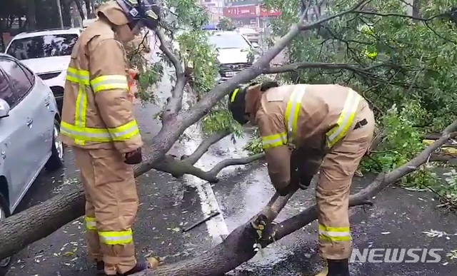 【목포=뉴시스】변재훈 기자 = 태풍 '타파'가 접근하고 있는 22일 오전 11시10분께 전남 목포시 산정동 모 아파트 앞 도로에 가로수가 쓰러져 소방당국이 안전조치에 나섰다. 2019.09.22. (사진=목포소방 제공) photo@newsis.com