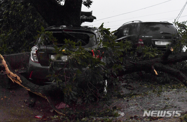 【남해=뉴시스】 차용현 기자 = 22일 오후 제17호 태풍 ‘타파’가 빠르게 북상중인 가운데 경남 남해군 남면 홍현마을 인근에 주차된 자동차 위로 가로수가 쓰러져 있다. 2019.09.22.&nbsp;&nbsp;&nbsp;&nbsp; con@newsis.com