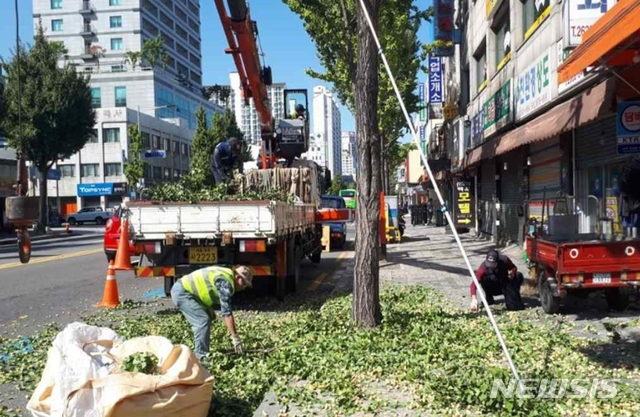 【서울=뉴시스】 영등포구, 은행나무 암나무에서 수나무로 교체. 2019.09.23. (사진=영등포구 제공)