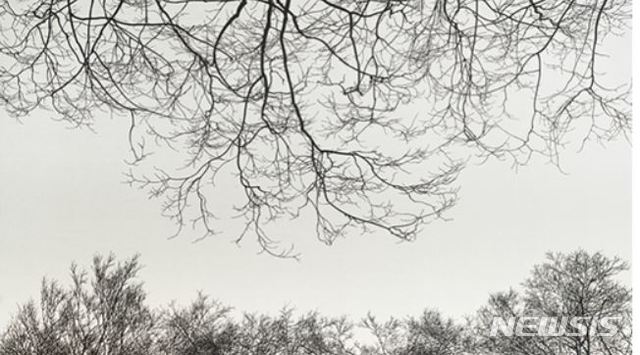 【서울=뉴시스】김종규_빛으로부터-나무형상, 61×105cm, 비단에 수묵, 2018