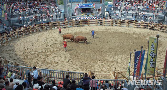 【진주=뉴시스】 경남 진주전국민속소싸움대회.