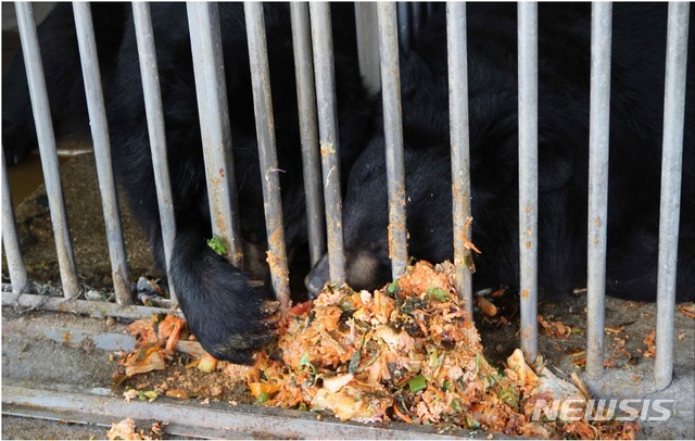【서울=뉴시스】25일 동물자유연대 등이 국내 사육곰 현장조사 결과등을 발표했다. 사진은 음식물 찌꺼기를 먹는 사육곰의 모습. 2019.9.25(사진=동물자유연대) photo@newsis.com