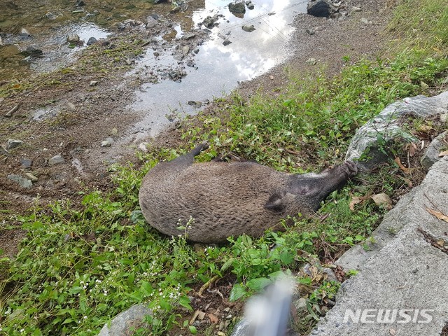 【울산=뉴시스】26일 울산 울주군의 한 마을 인근 개천에서 발견된 수컷 멧돼지 사체. 2019.09.26. (사진=울산경찰청 제공) photo@newsis.com