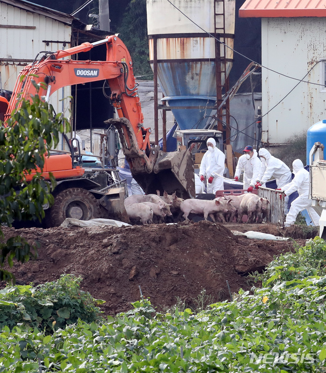 【강화=뉴시스】 전진환 기자 = 아프리카돼지열병(ASF) 양성판정이 내려진 인천시 강화군 붙은면 소재 한 돼지농장에서 26일 오전 방역당국 관계자들이 돼지를 구덩이에 밀어 넣고 있다. 2019.09.26.&nbsp; amin2@newsis.com